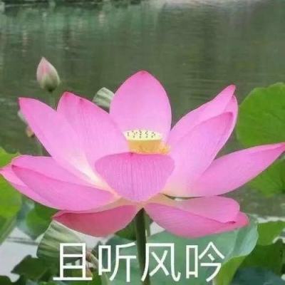 长江南京站超警戒水位“宁浦”“燕八”航线停航